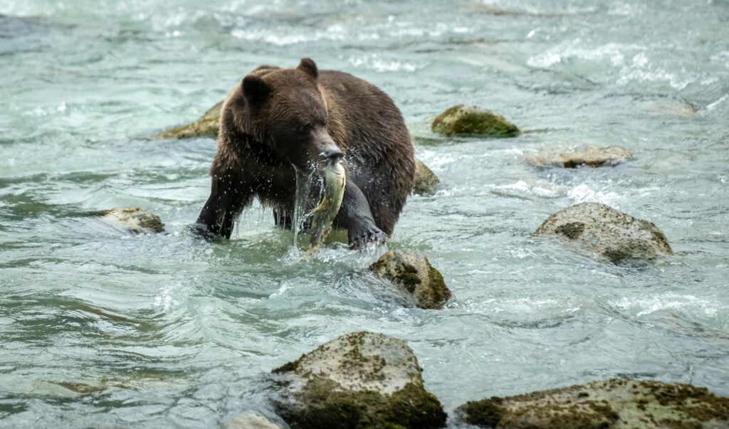 A wild coastal brown bear catching a salmon in a rushing Alaskan river, a top wildlife sighting for travelers exploring Ketchikan by car.